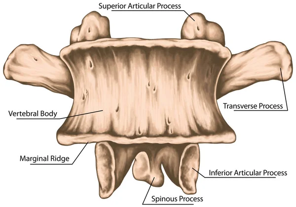 Второй Поясничный Позвонок Поясничные Позвонки Поясничный Позвоночник Позвоночник Позвоночник Позвоночник — стоковое фото