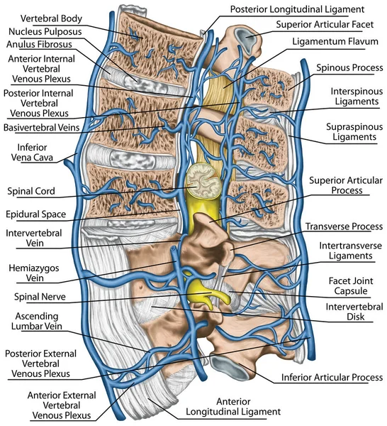 Internal External Vertebral Venous Plexuses Median Section Lumbar Spine Systemic Zdjęcie Stockowe