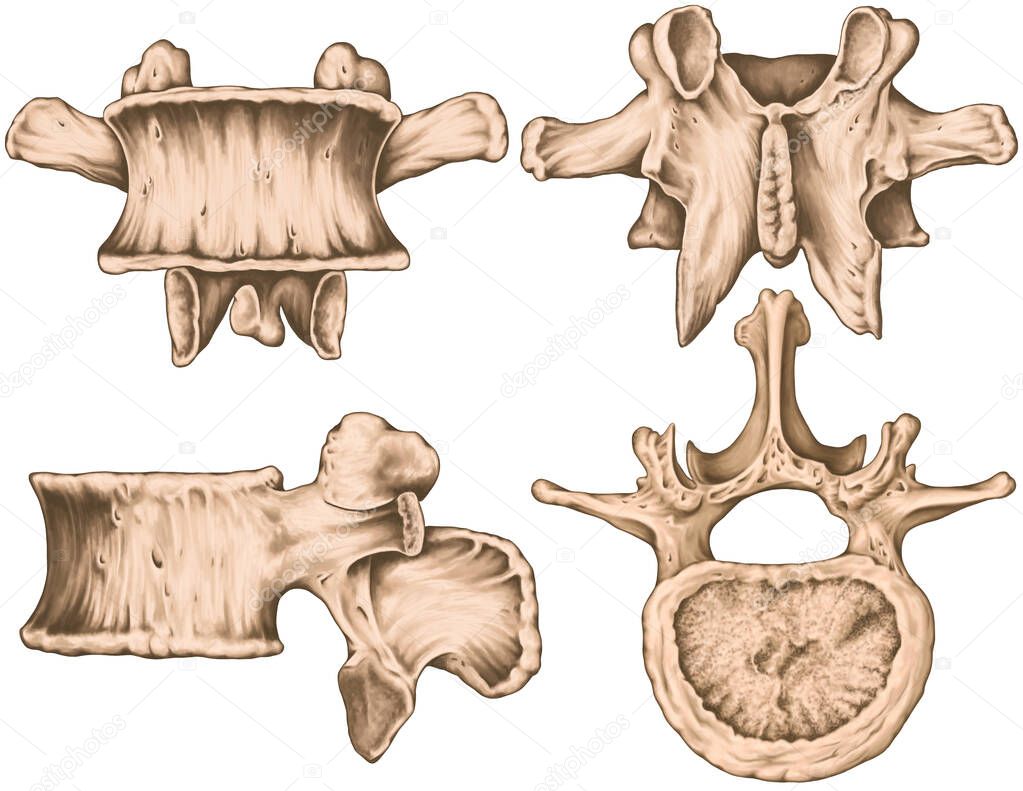Second lumbar vertebra,  lumbar vertebrae, vertebral bone, vertebra, vertebral body, transverse, spinous, mamillary process, inferior vertebral notch, left lateral, anterior, posterior,superior view  