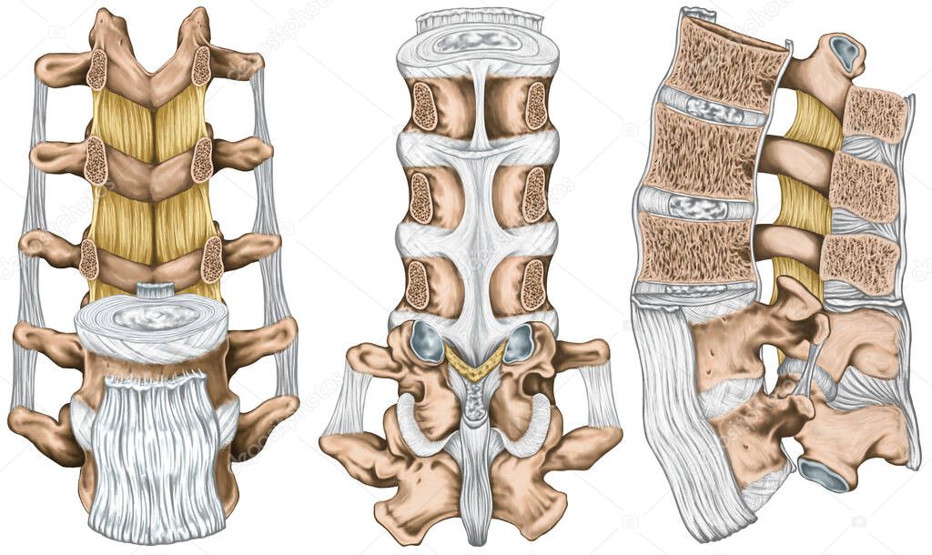 Ligaments and lumbar spine structure, the ligaments surrounding the lumbar spine, posterior longitudinal ligament, intertransverse ligaments, human bony system, anterior, lateral, posterior view