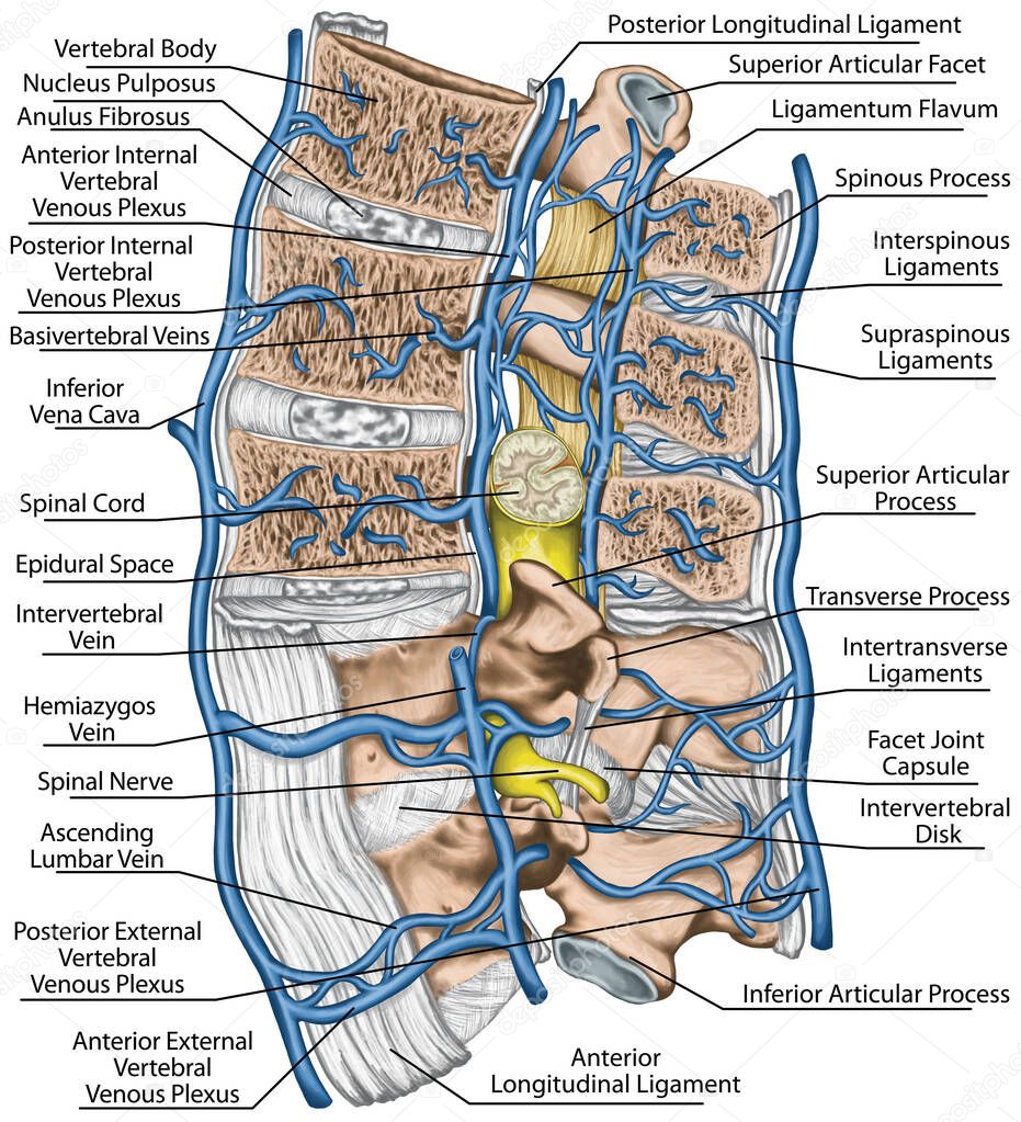 Internal and external vertebral venous plexuses, median section of lumbar spine, systemic veins and the portal system, vertebral venous system, anatomy of human bony system, lateral view