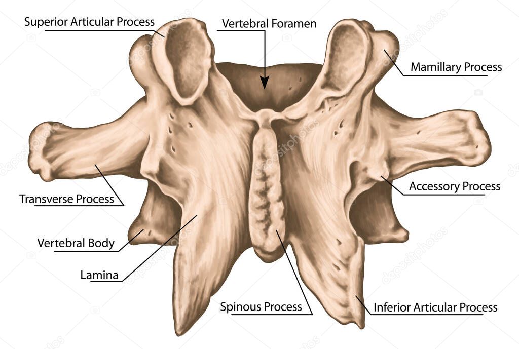 Second lumbar vertebra,  lumbar vertebrae, vertebral bone, vertebra, vertebral body, transverse, spinous, mamillary process, inferior vertebral notch, posterior view  