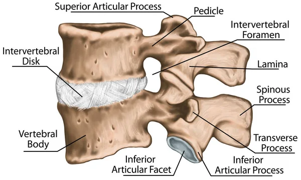 Third Fourth Lumbar Vertebrae Lumbar Vertebra Lumbar Spine Vertebral Bone — Foto de Stock