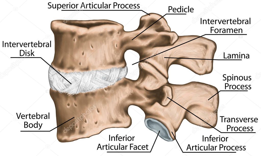 Third and fourth lumbar vertebrae, lumbar vertebra,  lumbar spine, vertebral bone, intervertebral disk, vertebral body, spinous process, transverse process, lateral view
