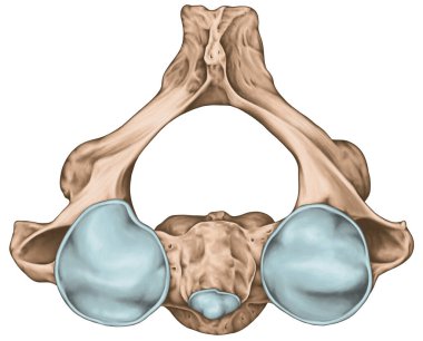 Didactic board, cervical spine, vertebral morphology, second cervical vertebra, axis, cervical vertebrae, transverse foramen, vertebral foramen, dens, odontoid, anterior and posterior articular facet, superior view
