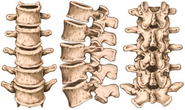 lumbar spine structure, vertebral bones, lumbar bones, anatomy of human bony system, human skeletal system, anterior, lateral, posterior view  