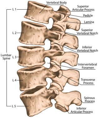 lumbar spine structure, vertebral bones, lumbar bones, anatomy of human bony system, human skeletal system, superior articular, transverse, mamillary process, inferior vertebral notch, left lateral view  