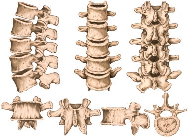 lumbar spine structure, vertebral bones, second lumbar vertebra,  lumbar vertebrae, lumbar spine, vertebral bone, human skeletal system, anterior, lateral, posterior, superior view  