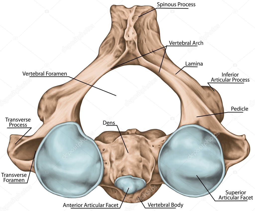 Didactic board, cervical spine, vertebral morphology, second cervical vertebra, axis, cervical vertebrae, transverse foramen, vertebral foramen, dens, odontoid, anterior and posterior articular facet, superior view