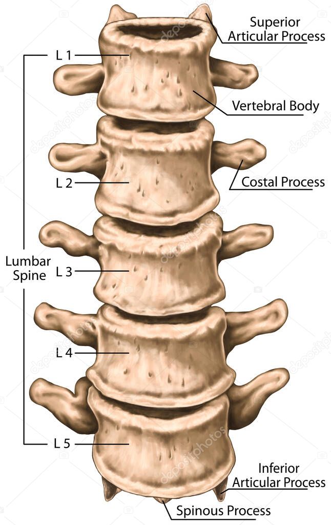 lumbar spine structure, vertebral bones, lumbar bones, anatomy of human bony system, human skeletal system, anterior view