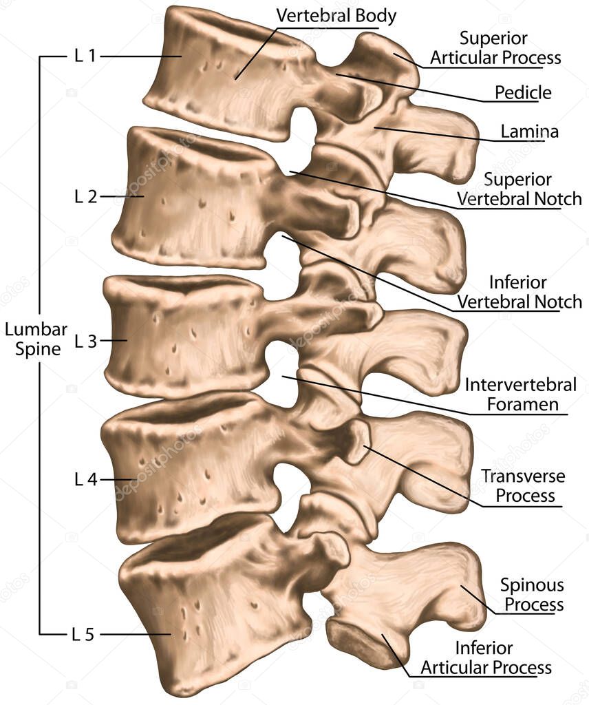 lumbar spine structure, vertebral bones, lumbar bones, anatomy of human bony system, human skeletal system, superior articular, transverse, mamillary process, inferior vertebral notch, left lateral view  