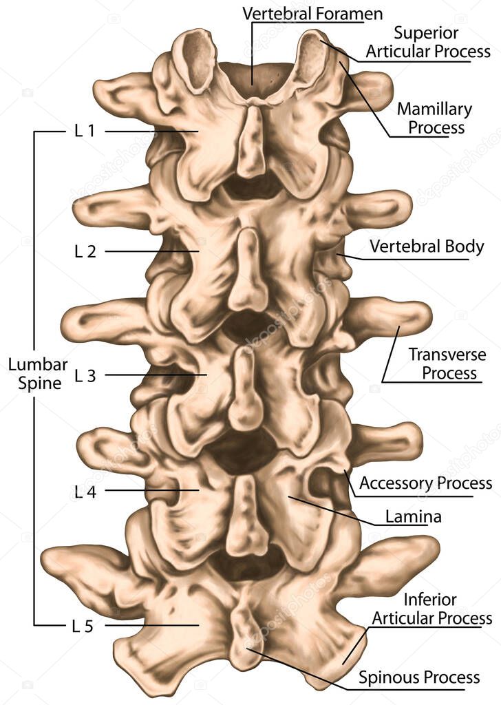 lumbar spine structure, vertebral bones, lumbar bones, anatomy of human bony system, human skeletal system, superior articular, transverse, spinous, mamillary process, posterior view  