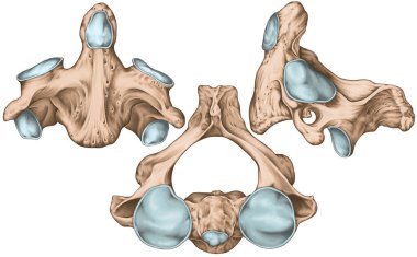 Didactic board, cervical spine, vertebral morphology, second cervical vertebra, axis, cervical vertebrae, anterior, lateral and superior view