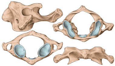 Didactic board, cervical spine, vertebral morphology, first cervical vertebra, atlas, cervical vertebrae, anterior, lateral, superior and inferior view