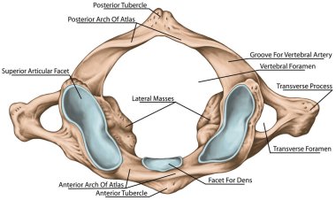 Didactic board, cervical spine, vertebral morphology, first cervical vertebra, atlas, cervical vertebrae, transverse foramen, vertebral foramen, facet for dens, superior view