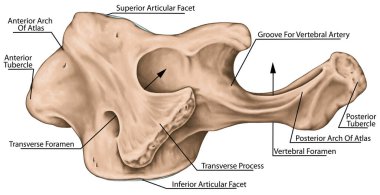 Didactic board, cervical spine, vertebral morphology, first cervical vertebra, atlas, cervical vertebrae, transverse foramen, vertebral foramen, lateral view