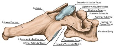 Didactic board, cervical spine, common vertebral morphology, sixth cervical vertebra, cervical vertebrae, lateral view