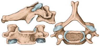 Didactic board, cervical spine, common vertebral morphology, sixth cervical vertebra, cervical vertebrae, anterior, lateral and superior view