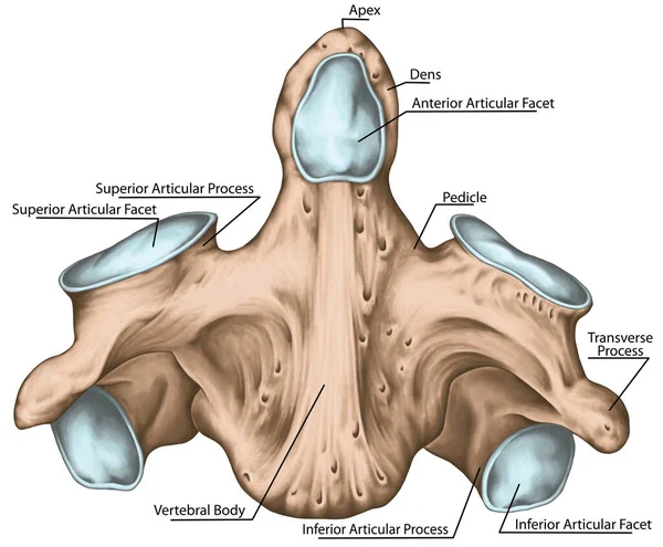 Didactic Board Cervical Spine Vertebral Morphology Second Cervical Vertebra Axis — 图库照片