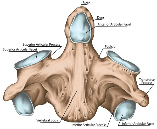 Didactic Board Cervical Spine Vertebral Morphology Second Cervical Vertebra Axis — Stok Foto