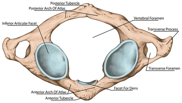 Didactic Board Cervical Spine Vertebral Morphology First Cervical Vertebra Atlas — Fotografie, imagine de stoc