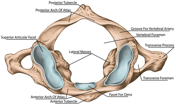 Didactic Board Cervical Spine Vertebral Morphology First Cervical Vertebra Atlas — Foto de Stock