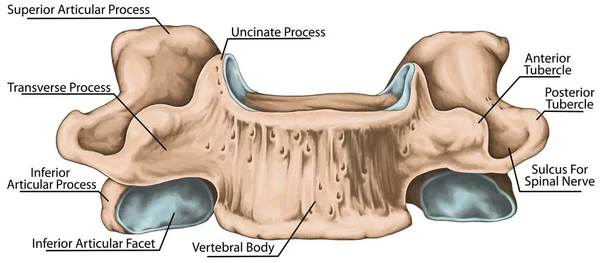 Didactic Board Cervical Spine Common Vertebral Morphology Sixth Cervical Vertebra — Stockfoto