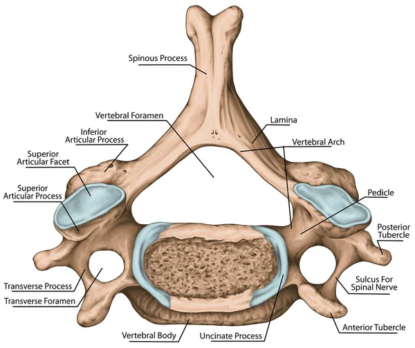 Didactic Board Cervical Spine Common Vertebral Morphology Sixth Cervical Vertebra — Photo