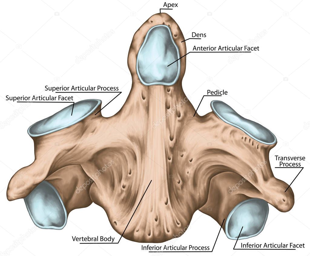 Didactic board, cervical spine, vertebral morphology, second cervical vertebra, axis, cervical vertebrae, dens, odontoid, anterior view