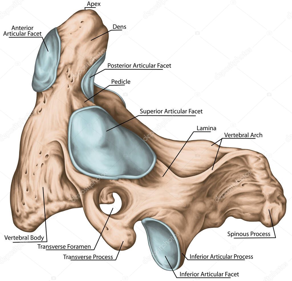 Didactic board, cervical spine, vertebral morphology, second cervical vertebra, axis, cervical vertebrae, transverse foramen, vertebral foramen, dens, odontoid, anterior and posterior articular facet, lateral view