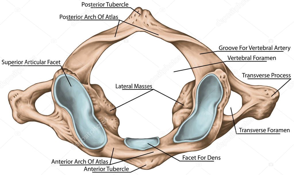 Didactic board, cervical spine, vertebral morphology, first cervical vertebra, atlas, cervical vertebrae, transverse foramen, vertebral foramen, facet for dens, superior view