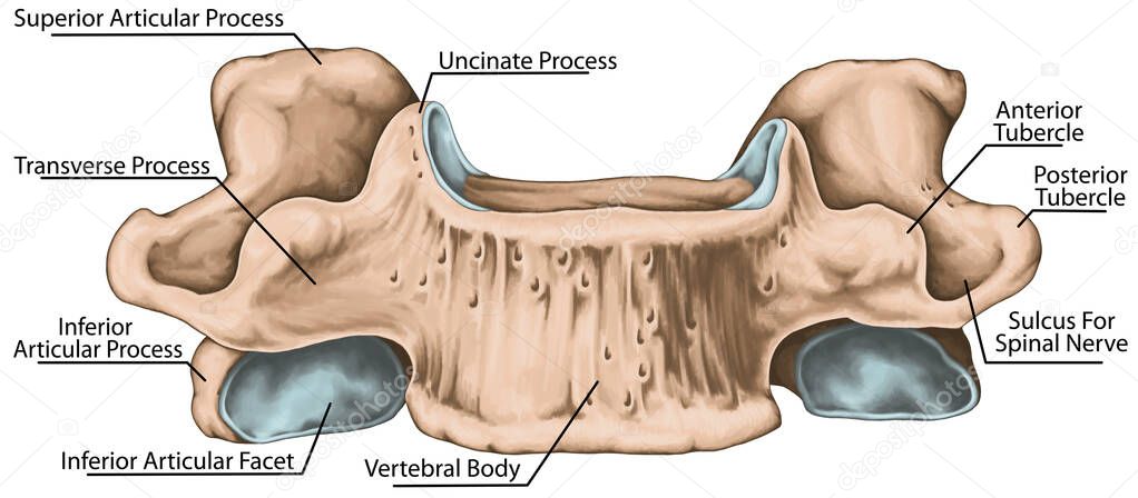 Didactic board, cervical spine, common vertebral morphology, sixth cervical vertebra, cervical vertebrae, anterior view