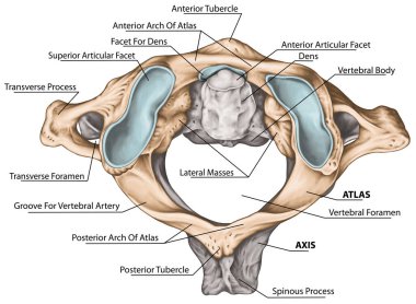 Servikal omurga, vertebral morfoloji, birinci ve ikinci boyun omuru, boyun omuru, atlas, eksen, atlantoaxial eklem, üst görüş