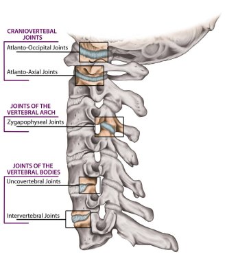 Omurga eklemleri, boyun omuru yapısı, omurga kemikleri, boyun kemikleri, insan kemik sisteminin anatomisi, kraniovertebral eklemler, omur ve kavis eklemleri, yan görüş.