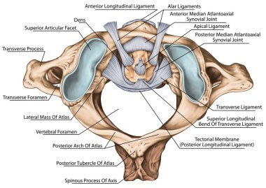 Atlantoaxial eklem ekleminin bağları. Atlas ve eksen bağları. Servikal omurga, vertebral morfoloji, birinci ve ikinci boyun omuru, boyun omuru, atlas, eksen, atlantoaxial eklem, üst görüş