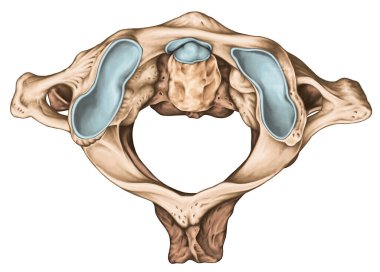 Servikal omurga, vertebral morfoloji, birinci ve ikinci boyun omuru, boyun omuru, atlas, eksen, atlantoaxial eklem, üst görüş