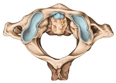 Cervical spine, vertebral morphology, first and second cervical vertebra, cervical vertebrae, atlas, axis, atlantoaxial joint, superior view clipart