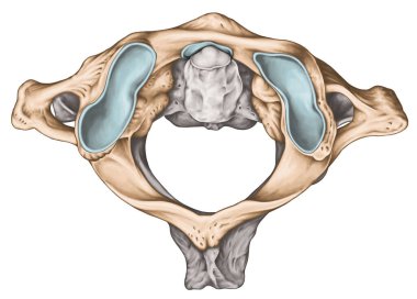 Servikal omurga, vertebral morfoloji, birinci ve ikinci boyun omuru, boyun omuru, atlas, eksen, atlantoaxial eklem, üst görüş
