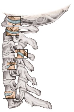 Omurga eklemleri, boyun omuru yapısı, omurga kemikleri, boyun kemikleri, insan kemik sisteminin anatomisi, kraniovertebral eklemler, omur ve kavis eklemleri, yan görüş.