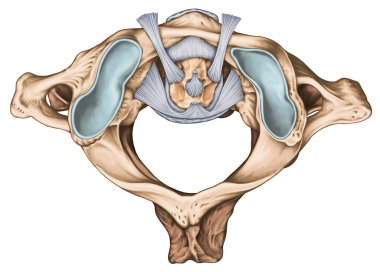 Atlantoaxial eklem ekleminin bağları. Atlas ve eksen bağları. Servikal omurga, vertebral morfoloji, birinci ve ikinci boyun omuru, boyun omuru, atlas, eksen, atlantoaxial eklem, üst görüş