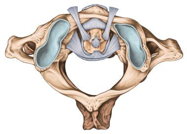 The ligaments of the median Atlantoaxial joint. Atlas and axis ligaments. Cervical spine, vertebral morphology, first and second cervical vertebra, cervical vertebrae, atlas, axis, atlantoaxial joint, superior view clipart