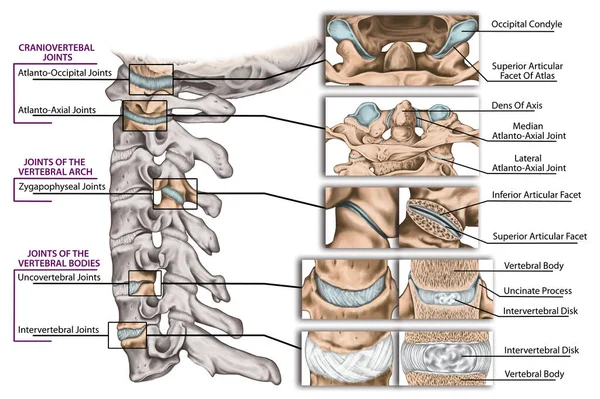 Gewrichten Van Wervelkolom Cervicale Wervelkolom Structuur Wervelbeenderen Cervicale Botten Anatomie — Stockfoto