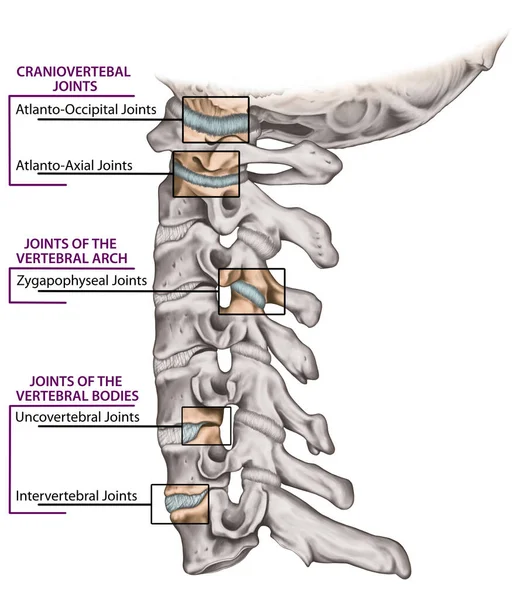 Articulaciones Columna Vertebral Estructura Columna Cervical Huesos Vertebrales Huesos Cervicales —  Fotos de Stock