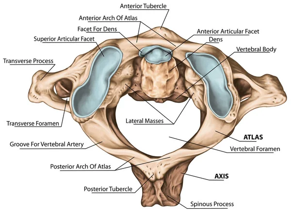 Colonna Vertebrale Cervicale Morfologia Vertebrale Prima Seconda Vertebra Cervicale Vertebre — Foto Stock