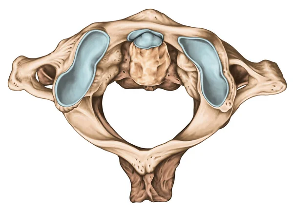 Cervicale Wervelkolom Wervelmorfologie Eerste Tweede Cervicale Wervel Cervicale Wervels Atlas — Stockfoto