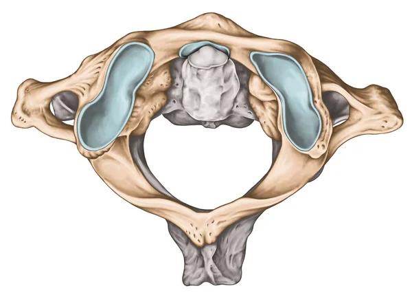 Halswirbelsäule Wirbelmorphologie Erster Und Zweiter Halswirbel Halswirbel Atlas Achse Atlantoaxiales — Stockfoto