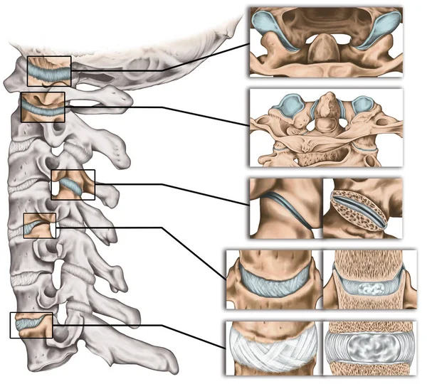 脊柱の関節 頸椎構造 人骨系の解剖学 頭蓋骨関節 椎体とアーチの関節 側面図 — ストック写真