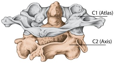 Didactic panel, boyun omuru, omurga morfolojisi, birinci ve ikinci boyun omuru, boyun omuru, atlas, eksen, atlantoaxial eklem, posterosuperior view