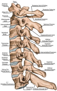 Servikal omurga yapısı, omurga kemikleri, boyun kemikleri, insan kemik sisteminin anatomisi, iskelet sistemi, omur morfolojisi, yan görüş.