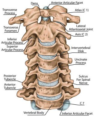 Servikal omurga yapısı, omurga kemikleri, boyun kemikleri, insan kemik sisteminin anatomisi, insan iskelet sistemi, ön görüş.